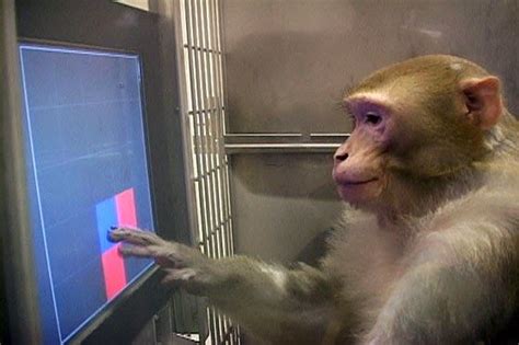 monkey gambling|News: In Lab Turned Casino, Gambling Monkeys (NPR News).